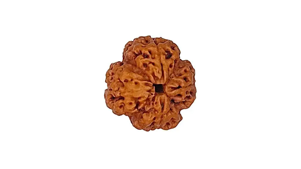 4 Mukhi Rudraksha