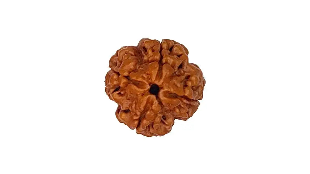 4 Mukhi Rudraksha