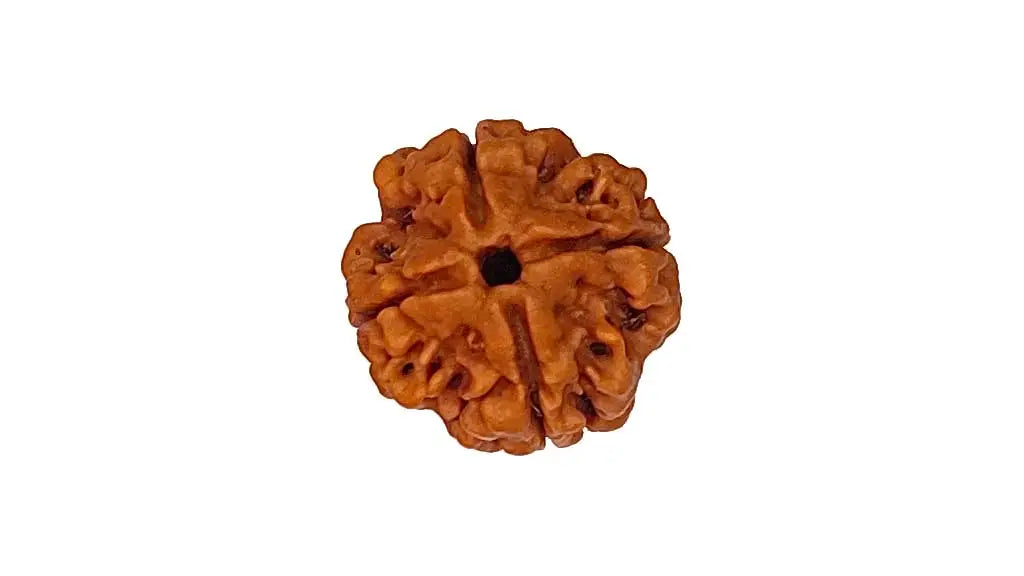 4 Mukhi Rudraksha
