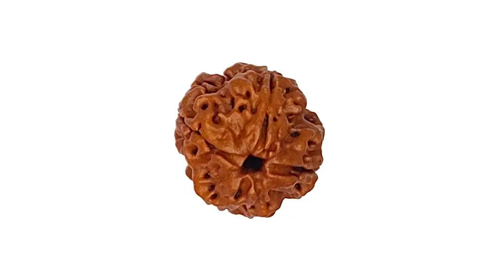 4 Mukhi Rudraksha