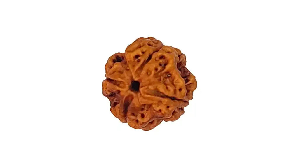 4 Mukhi Rudraksha