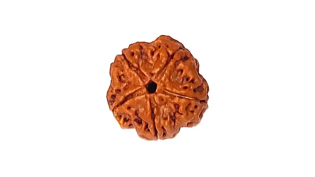 5 Mukhi Rudraksha
