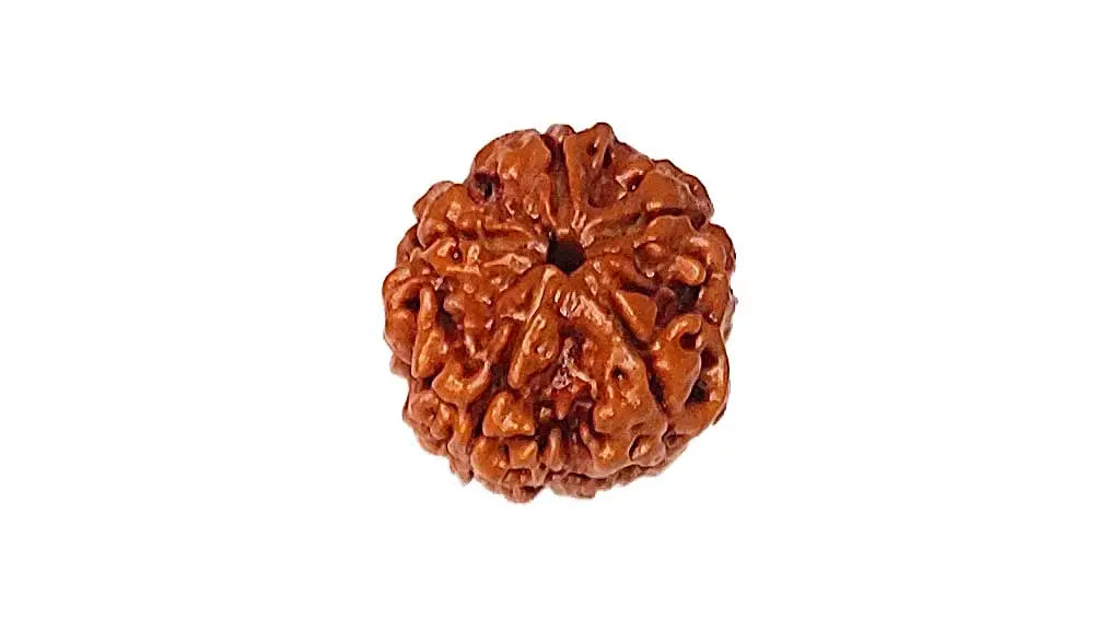 5 Mukhi Rudraksha