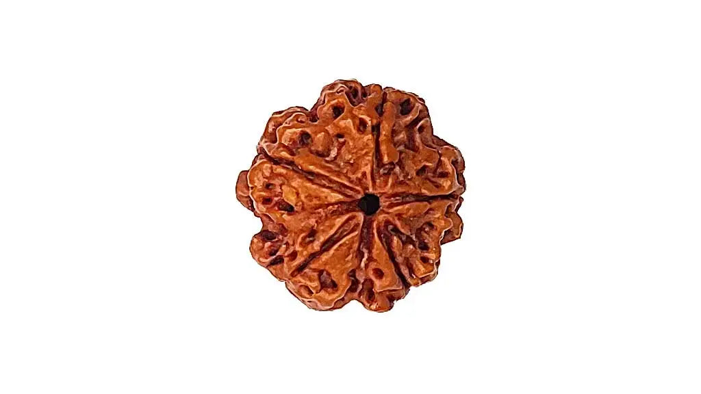 5 Mukhi Rudraksha
