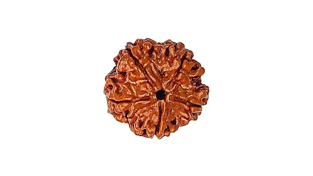 5 Mukhi Rudraksha