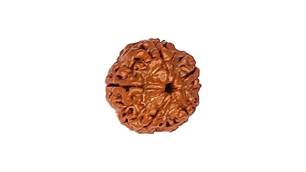 5 Mukhi Rudraksha