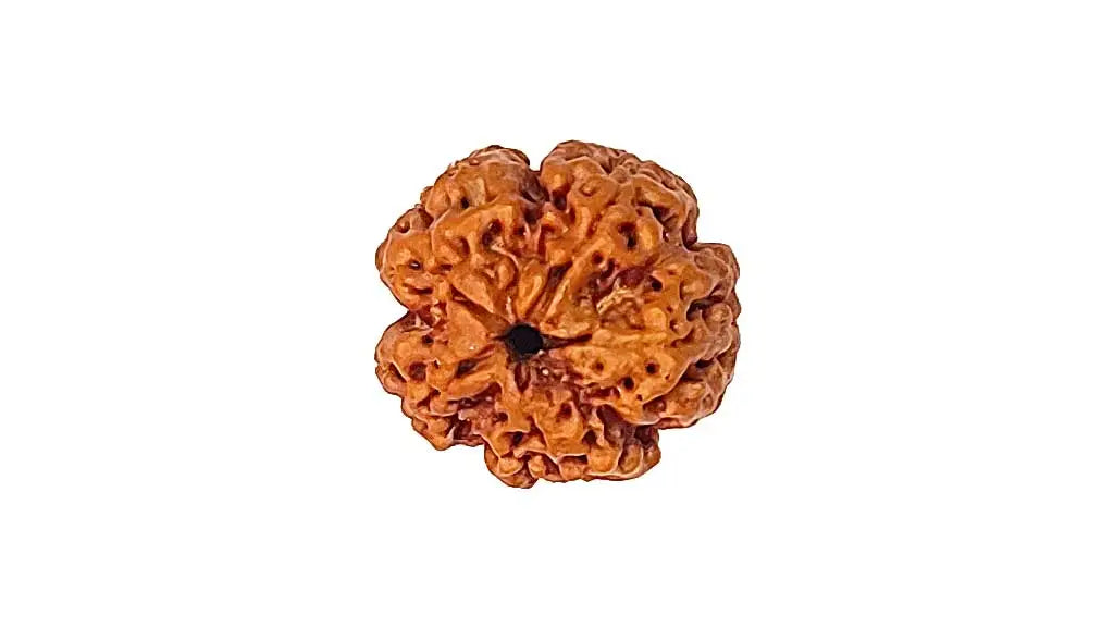 5 mukhi Rudraksha