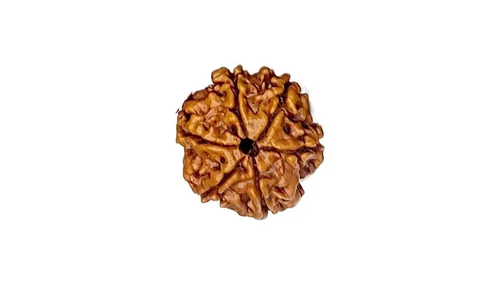 6 Mukhi Rudraksha