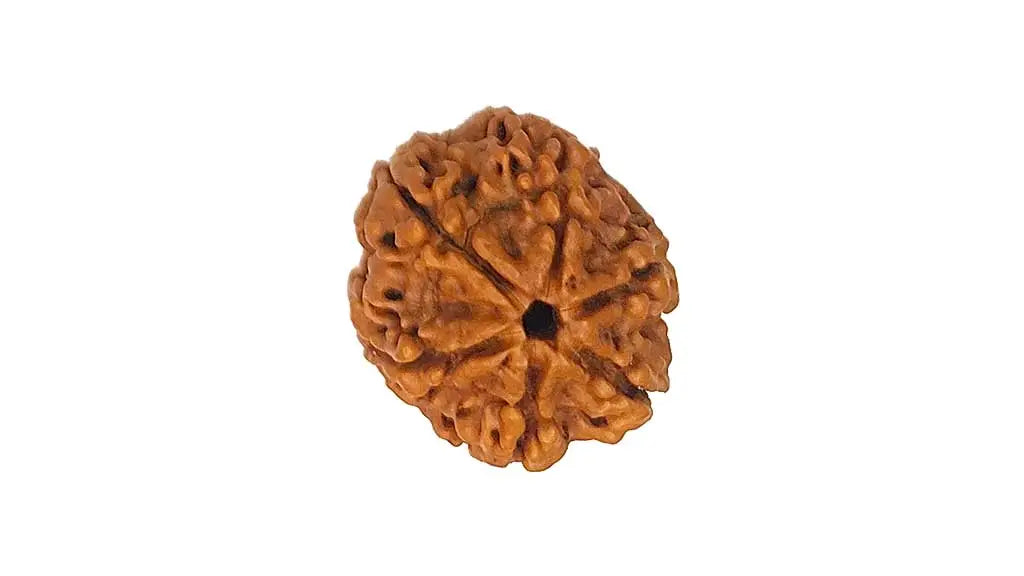 6 Mukhi Rudraksha