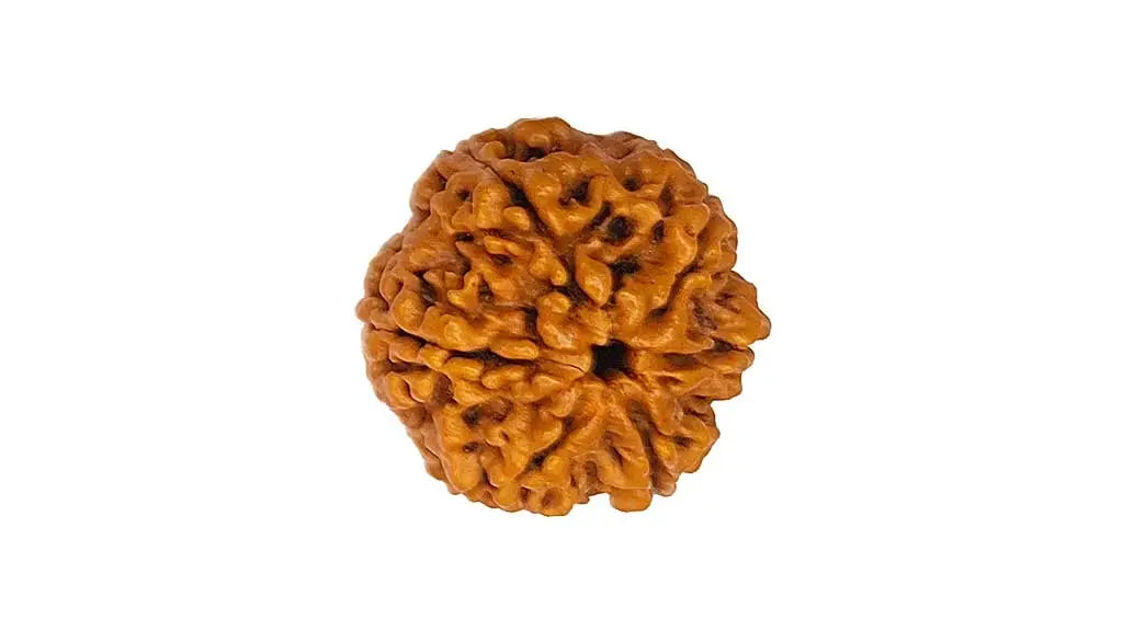 6 Mukhi Rudraksha