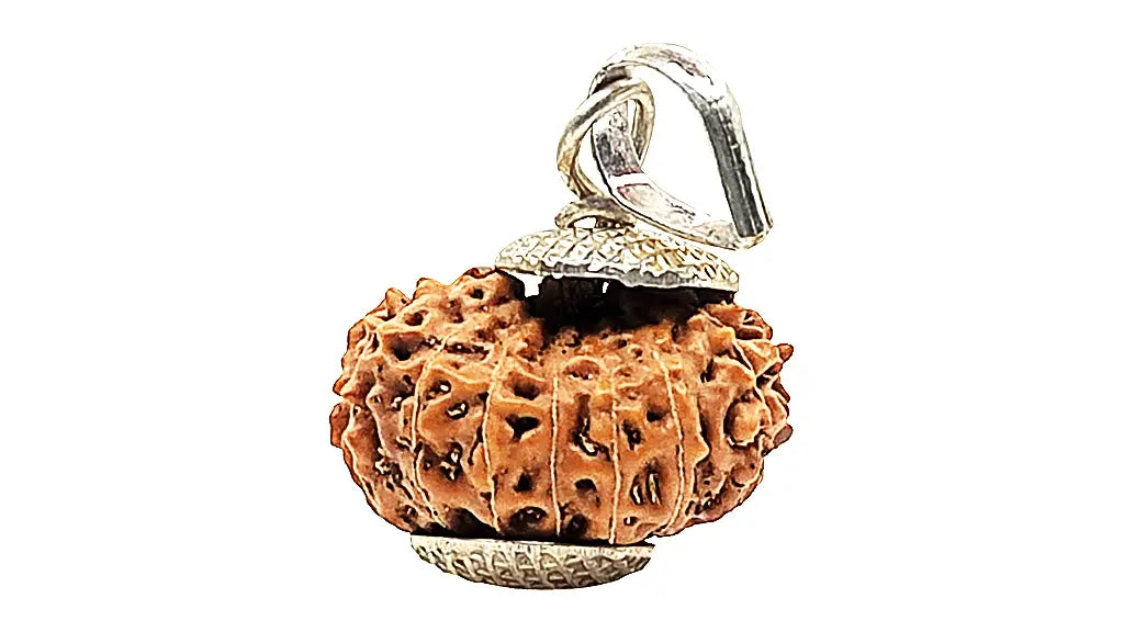 13 Mukhi Rudraksha