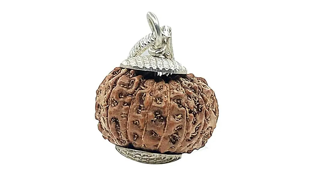 13 Mukhi Rudraksha