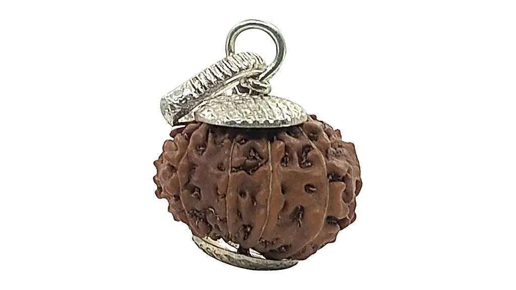 11 Mukhi Rudraksha