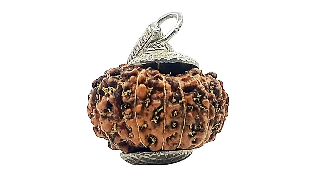 11 Mukhi Rudraksha