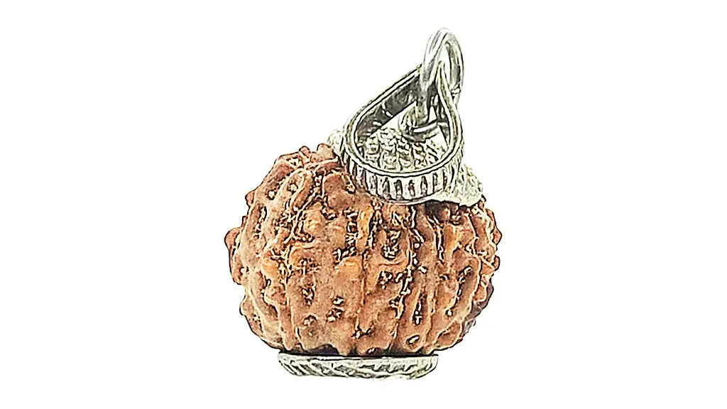 11 Mukhi Rudraksha