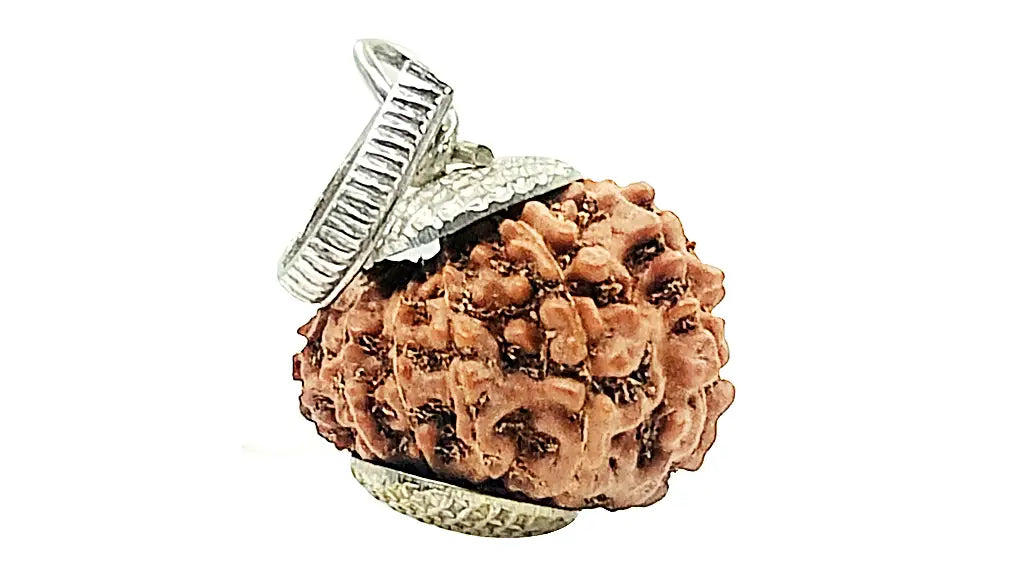 13 Mukhi Rudraksha