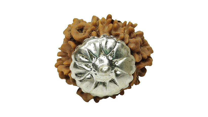 9 Mukhi Rudraksha