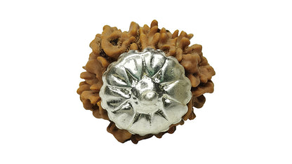 9 Mukhi Rudraksha