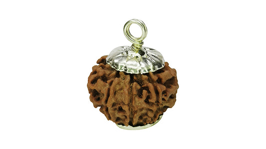 9 Mukhi Rudraksha