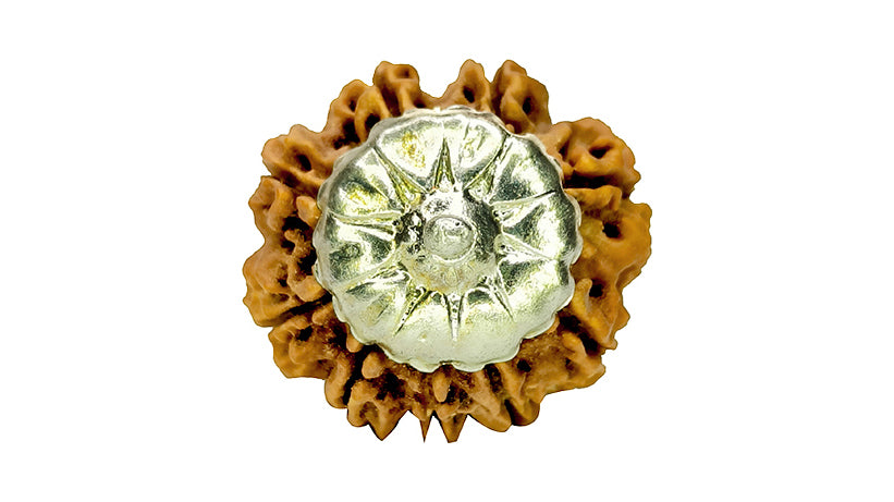 9 Mukhi Rudraksha