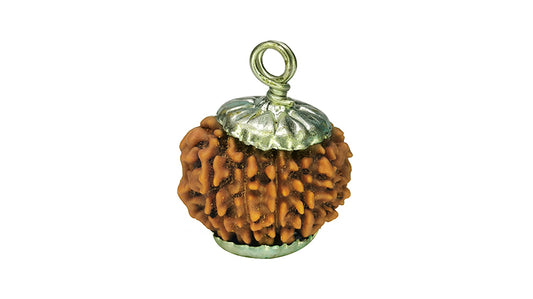 12 Mukhi Rudraksha