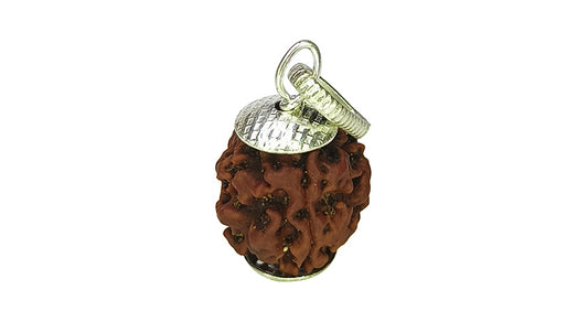 3 Mukhi Rudraksha