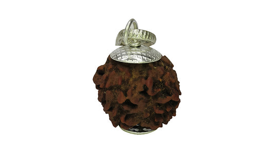 3 Mukhi Rudraksha