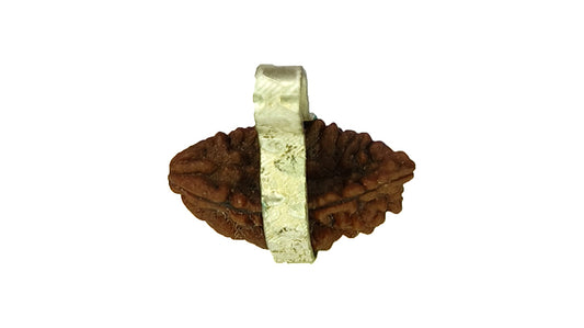 2 Mukhi Rudraksha