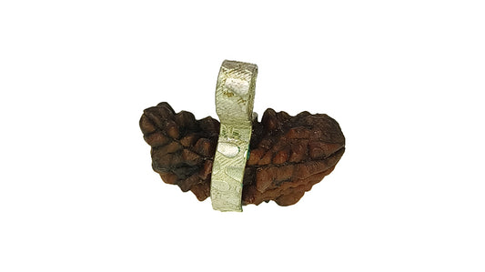 2 Mukhi Rudraksha
