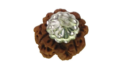 4 Mukhi Rudraksha