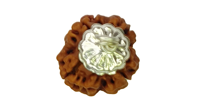 4 Mukhi Rudraksha