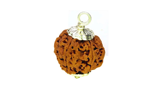 5 Mukhi Rudraksha