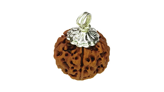 5 Mukhi Rudraksha