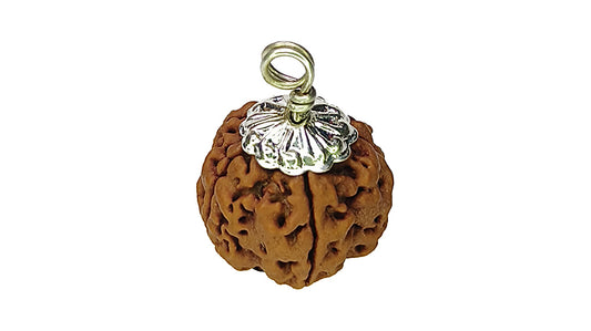 5 Mukhi Rudraksha
