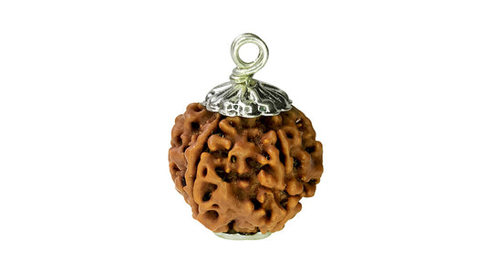 6 Mukhi Rudraksha