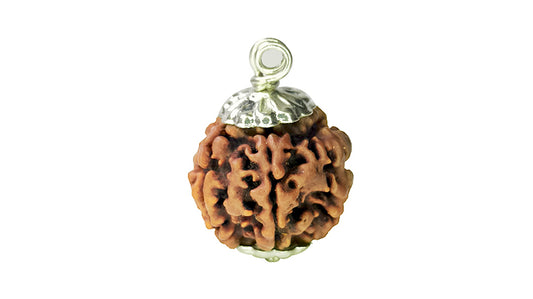 6 Mukhi Rudraksha