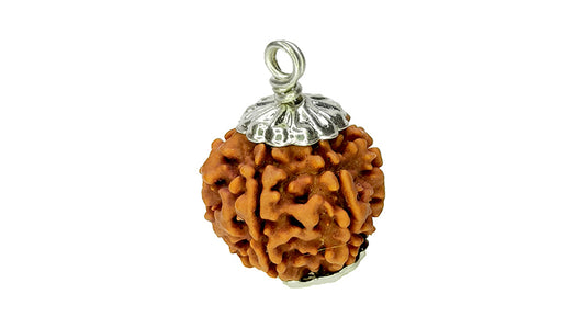 6 Mukhi Rudraksha