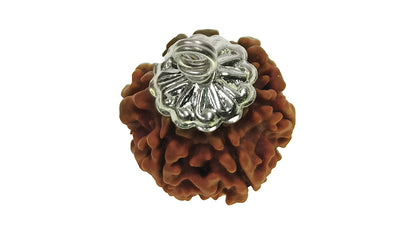 6 Mukhi Rudraksha