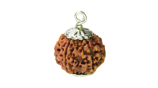 6 Mukhi Rudraksha