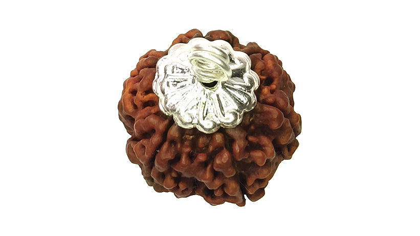 6 Mukhi Rudraksha