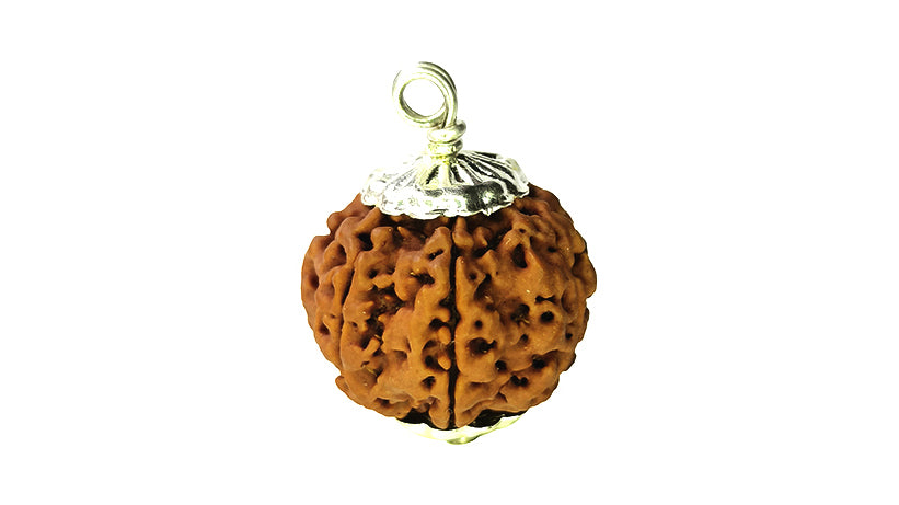 6 Mukhi Rudraksha