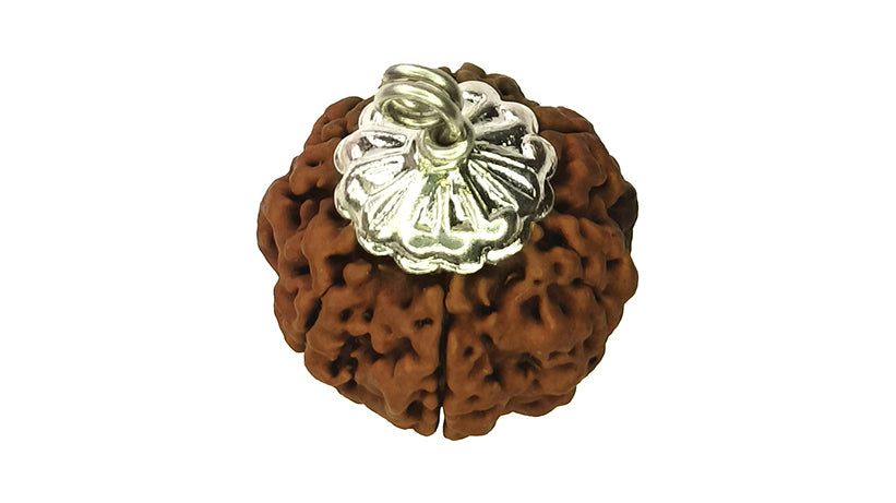 6 Mukhi Rudraksha