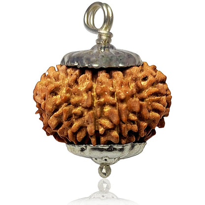 14 Mukhi Rudraksha