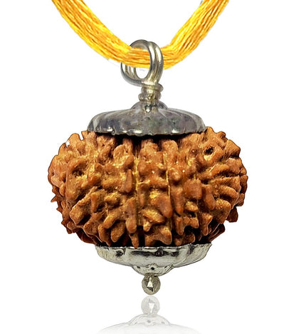 14 Mukhi Rudraksha