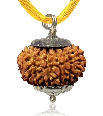 14 Mukhi Rudraksha