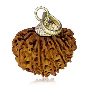 14 Mukhi Rudraksha