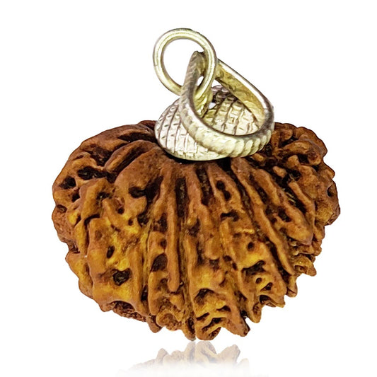 14 Mukhi Rudraksha