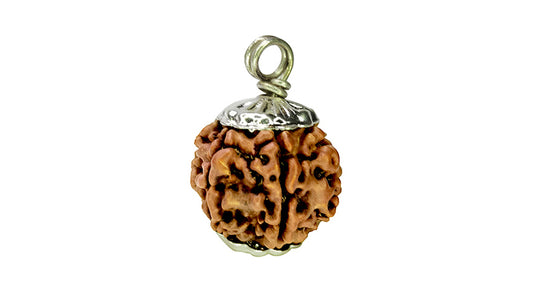 7 Mukhi Rudraksha