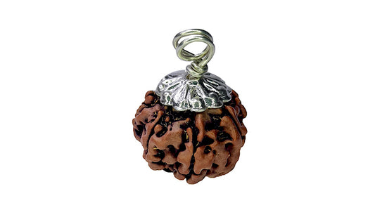 7 Mukhi Rudraksha