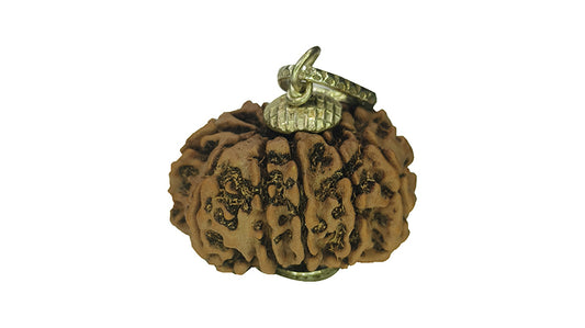 11 Mukhi Rudraksha